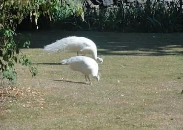 Hébergement de vacances Au Bas Chalonge By Interhome Ligné