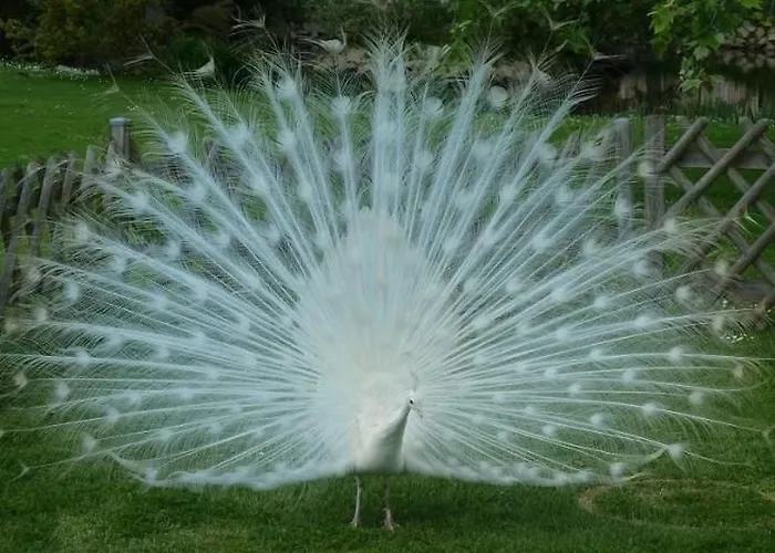 Au Bas Chalonge By Interhome *